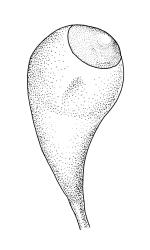 Entosthodon radians, immature capsule. Drawn from A.J. Fife 5882, CHR 104422.
 Image: R.C. Wagstaff © Landcare Research 2019 CC BY 3.0 NZ